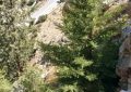 استحصال بذر اُرس در ذخیرهگاه ارزشمند شهرستان باغملک استحصال بذر اُرس در ذخیرهگاه ارزشمند شهرستان باغملک